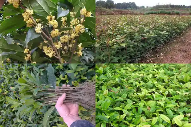 50公分粗的桂花树价格多少钱一棵1689726719791