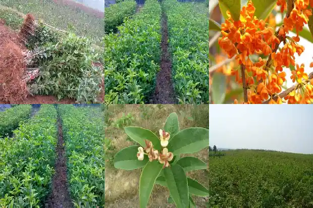 哪种桂花树开花时间长花最香1681960214491