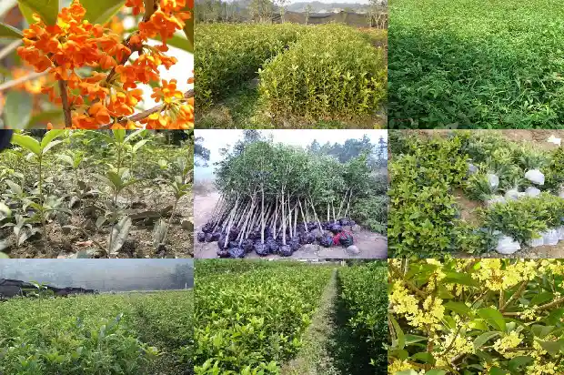 怎么让桂花开花1681960249317