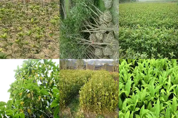 怎么让桂花开花1681960249412