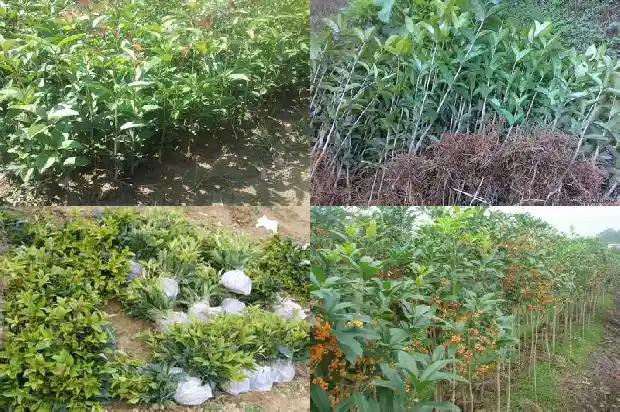 怎么让桂花开花1681960249458