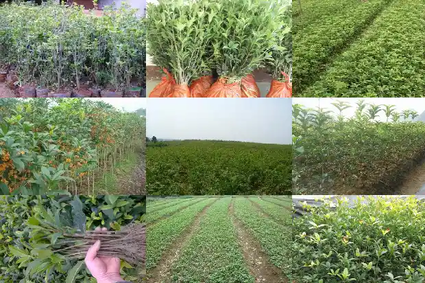 桂花什么季节才开花1681960305013