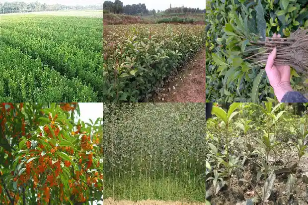 桂花什么季节才开花1681960305061