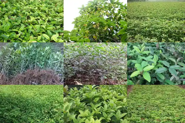 请问桂花一般是哪个季节开花的1681960337205