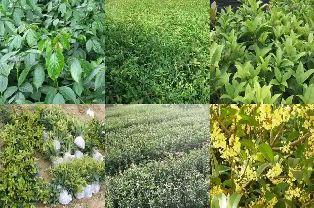 请问桂花一般是哪个季节开花的1681960337253
