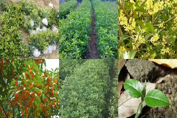 桂花什么时候发芽1681960365136