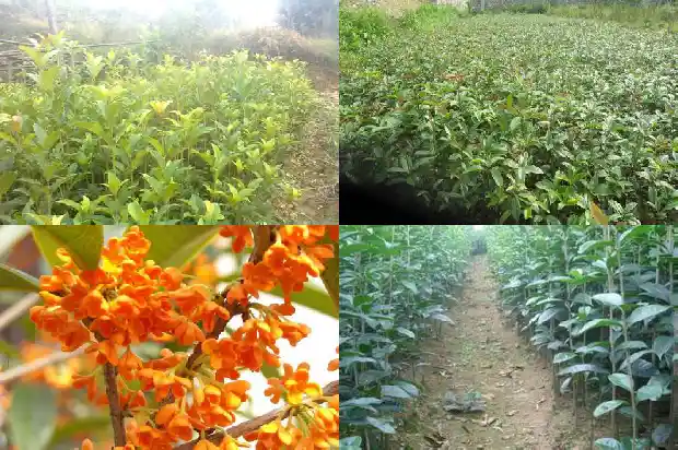 桂花什么时候发芽1681960365183
