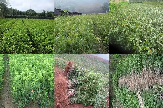 桂花什么时候开花什么时候凋谢呢1681960393458