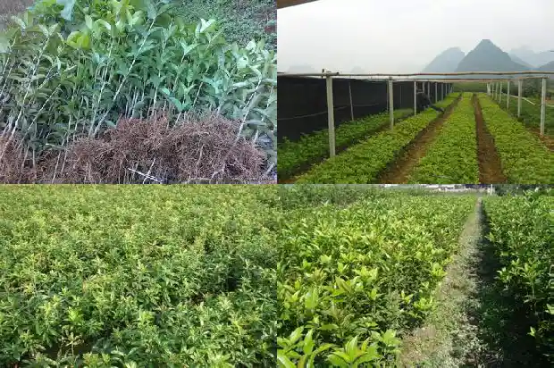 金桂花树价格表大全1689838533422