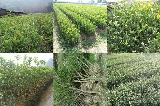 桂花凋谢是什么季节1681960455668