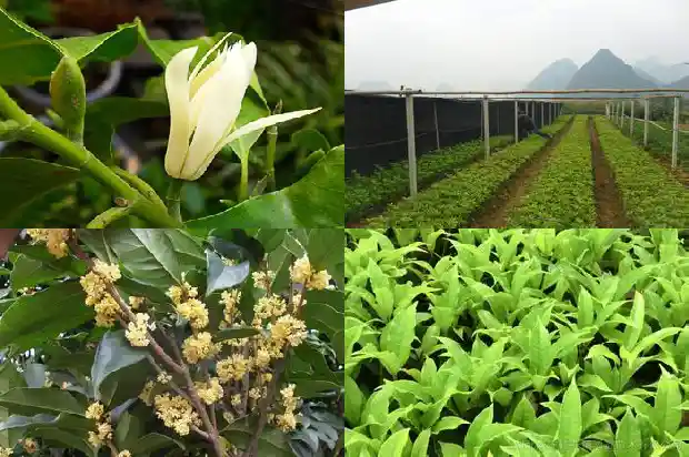 桂花凋谢是什么季节1681960455811