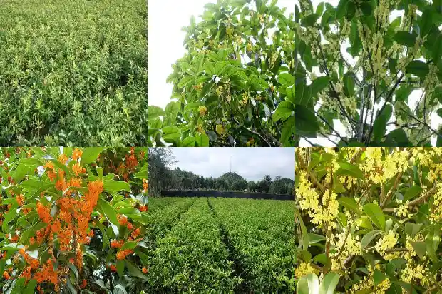 桂花不开花怎么办1681960518034