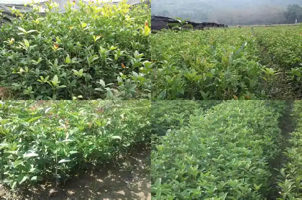 桂花树不开花是缺什么营养1681960575878