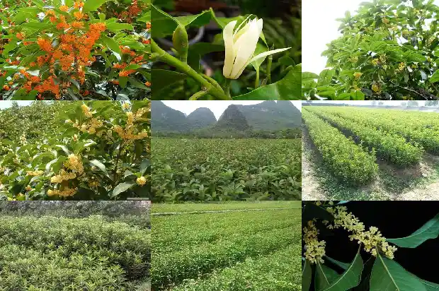桂花树不开花是缺什么营养1681960575926