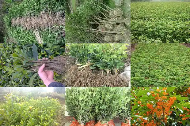 桂花开花具体时间1681960636172