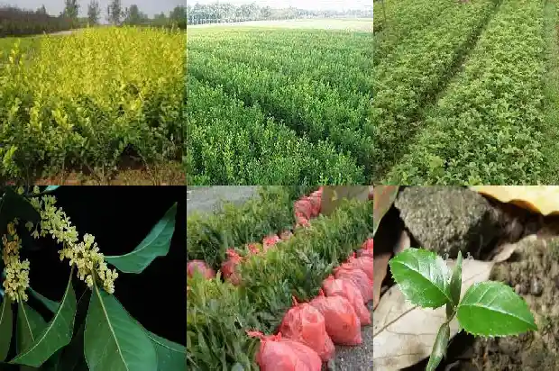桂花一般开花多长时间1681960661250
