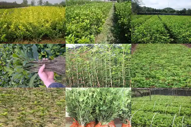 家养桂花招鬼是真的吗还是假的呢1681960689340