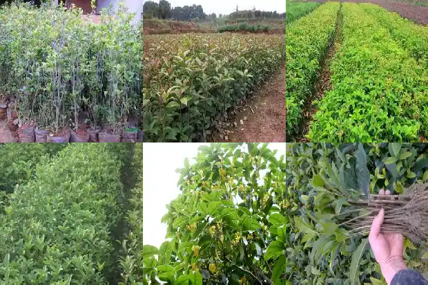 陈皮桂花茶的功效1689208203288