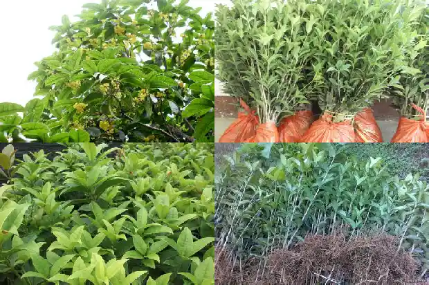 家里放桂花树招鬼吗1682035724580