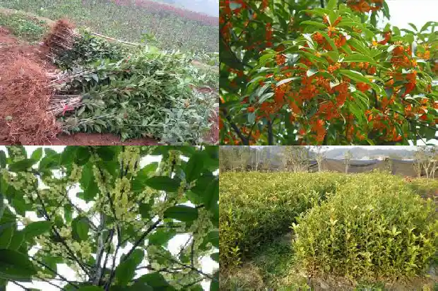 家里放桂花树招鬼吗1682035724589