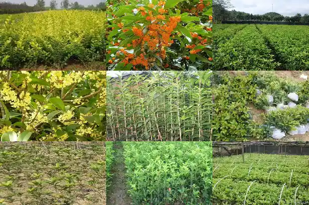 9月有桂花吗1690504736266