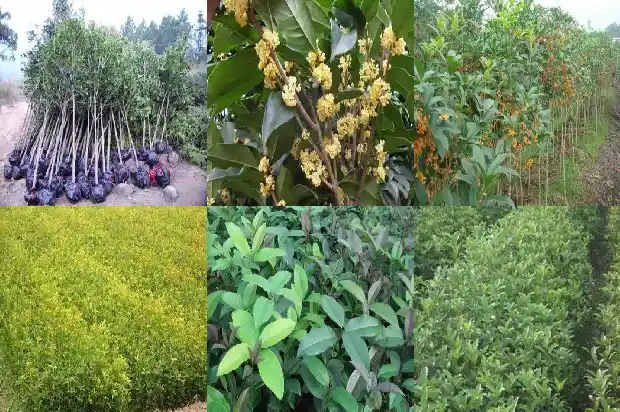 桂花为什么被称为鬼花1682036222250