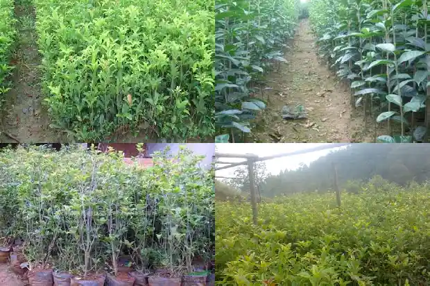 桂花为什么被称为鬼花1682036222301