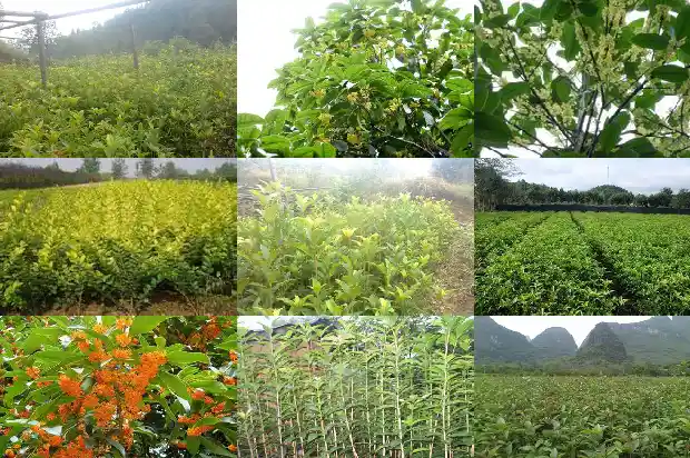 桂花为什么被称为鬼花1682036222393