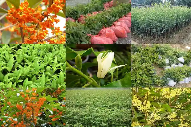 桂花树引鬼吗1682036343132