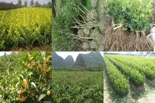 桂花树引鬼吗1682036343180