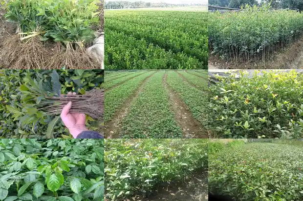 桂花树引鬼吗1682036343225