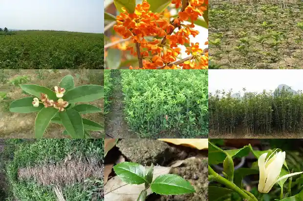 桂花树的果子能吃吗怎么用英语说一下1682036694166