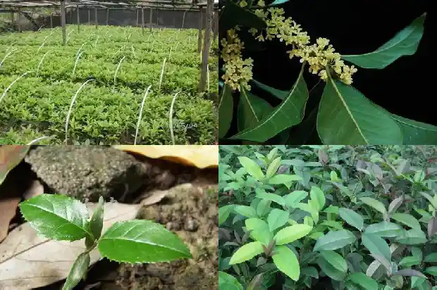 桂花树的果子能吃吗怎么用英语说一下1682036694214
