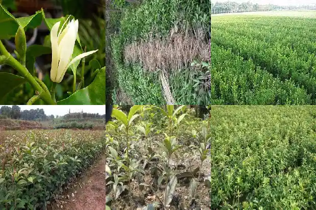 四季桂花什么时候换盆最好1690849973051