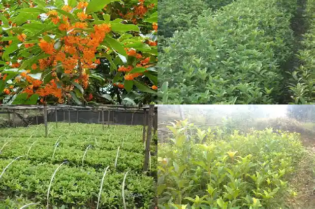 桂花树的果子能吃吗怎么用成语形容呢1682036820910