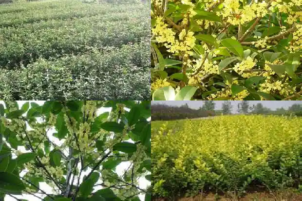桂花树的果子能吃吗怎么用成语形容呢1682036821005