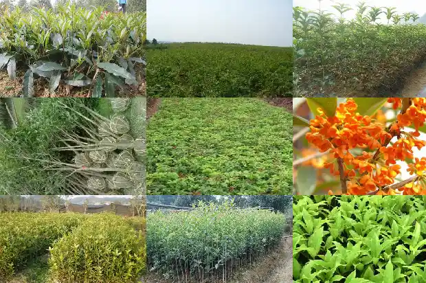 桂花树的果子能吃吗怎么用成语形容它1682036944270
