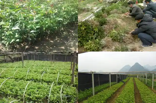 桂花树的果子怎么食用最好1682037074842