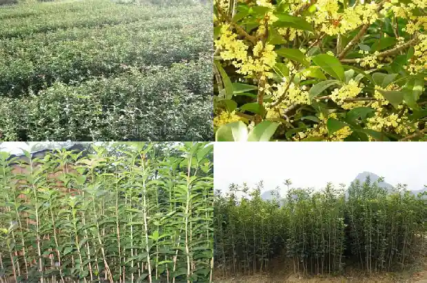 桂花树的果子怎么食用最好1682037074890