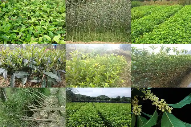 桂花树的果子怎么食用最好1682037074986