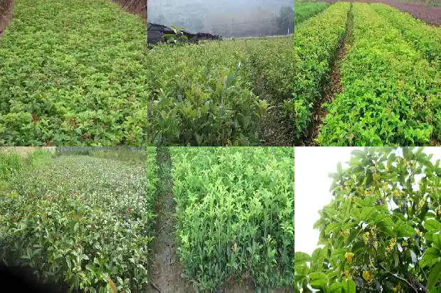 桂花树的果子可以直接吃吗有毒吗1682037172298