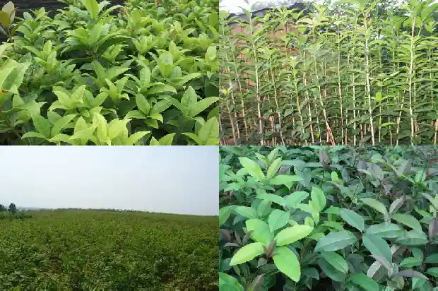 桂花树上长的果子能吃吗1682037271055