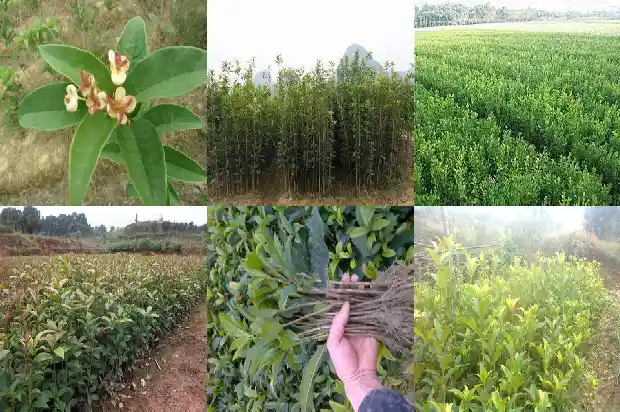 桂花树上的桂花是什么季节开的1682037376377