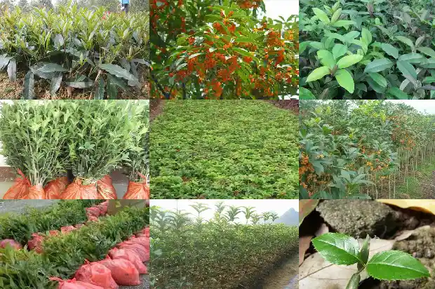 桂花树果子吃了有毒性吗1682037481025