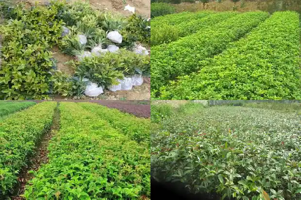 桂花树多少钱一棵50年1689640546055
