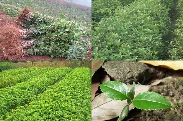 桂花树果子吃了有毒性吗1682037481119