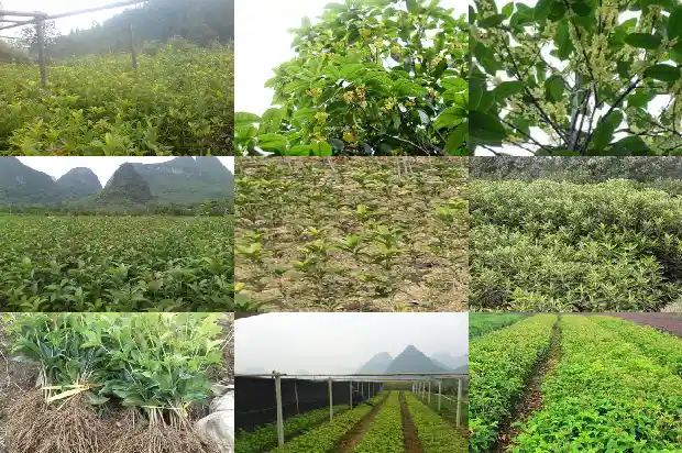 桂花树的果子有没有毒性1682037594122