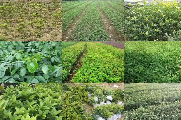 桂花树贵阳哪里有1690418602737