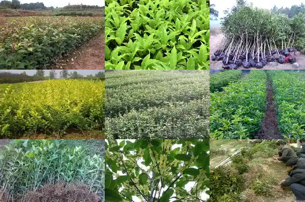 桂花树的果子有没有毒性1682037594218