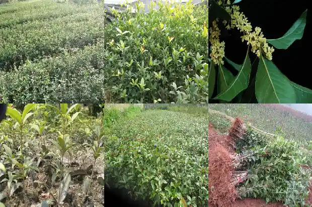 盆栽桂花多少钱一棵1690331970384